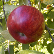 Arlington Orchards Apple Varieties - PEI Plums - PEI Pears